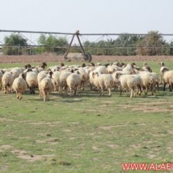 اغنام للبيع