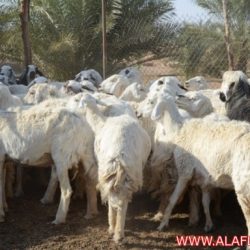 اغنام للبيع