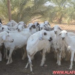اغنام للبيع