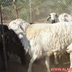 اغنام للبيع