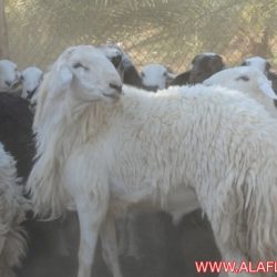 اغنام للبيع