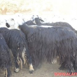 اغنام للبيع