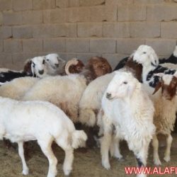 (طليان) ضحايا