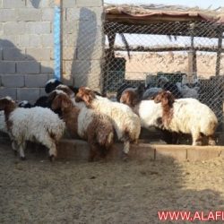 أغنام للبيع