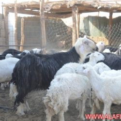 هرافي أعمارهن أقل من 6 اشهر