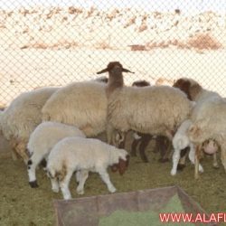 متابيع