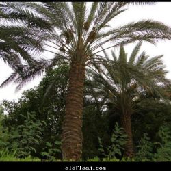 تجهيزات إحتفالات العيد تحت شعار الأفلاج في إبتهاج 3 الراعي الإلكتروني : صحيفة الأفلاج الإلكترونية