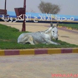 الحفل