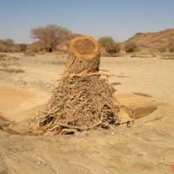 مواطن يناشد البلدية